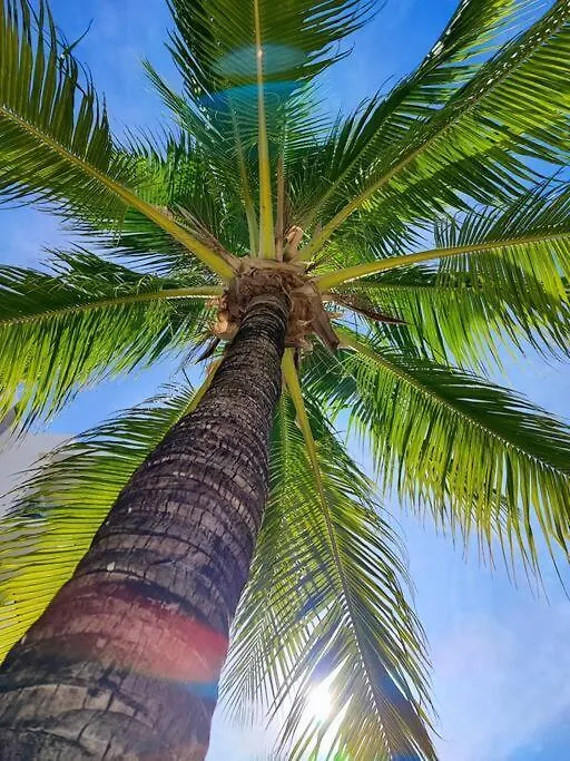 La Amada Residences, Luxury Penthouse. Cancún